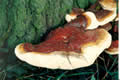 Ling Zhi Mushroom